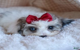 Bichpoo dogs for sale: Babe - Image 16