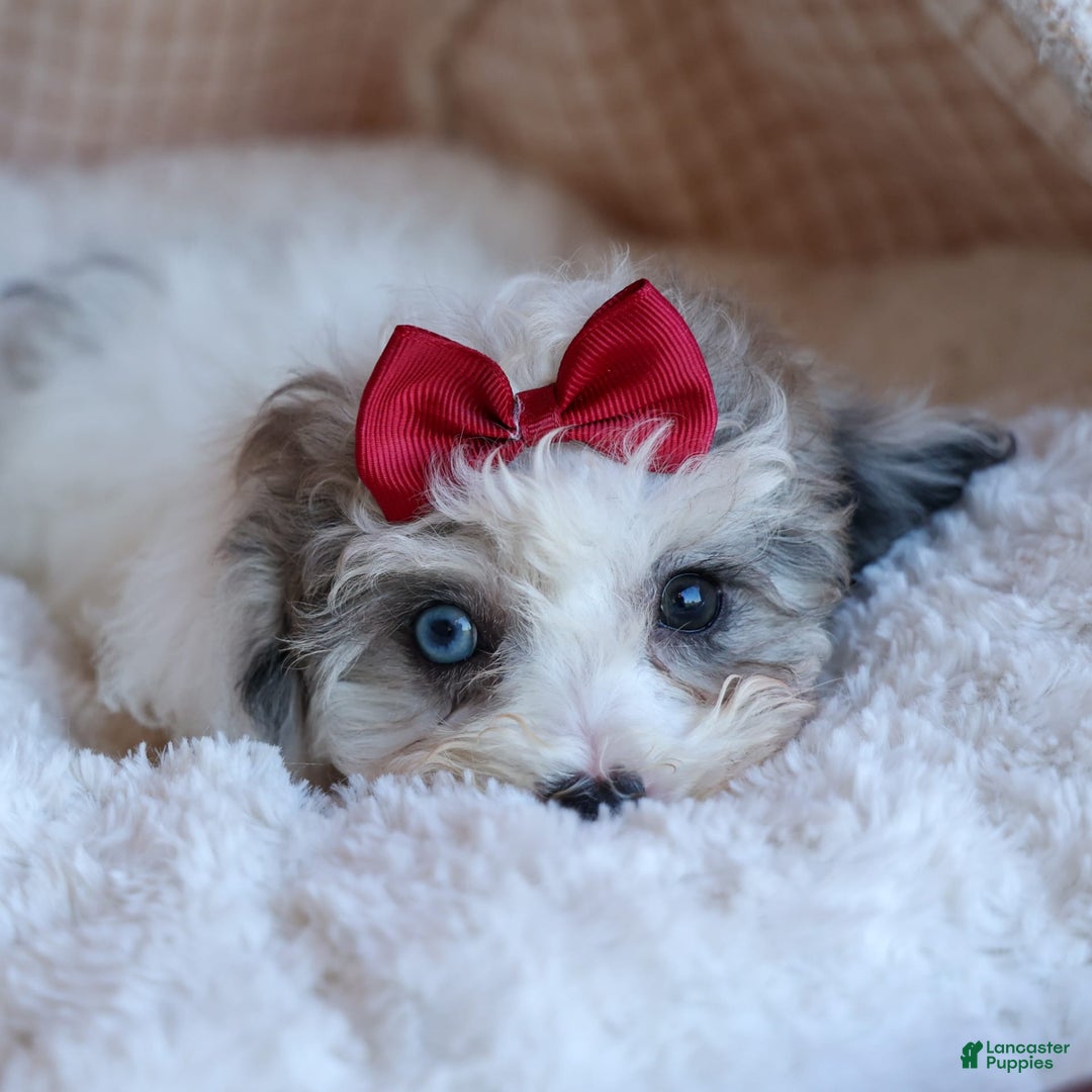 Bichpoo dogs for sale: Babe - Image 16