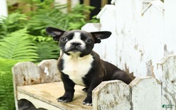 Boston Terrier dogs for sale: King - Image 4