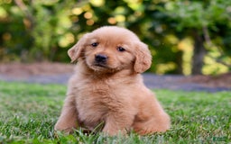 Golden Retriever dogs for sale: Penelope - Image 7