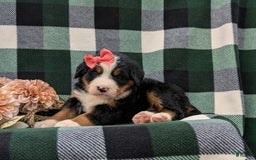 Bernese Mountain Dog dogs for sale: Emilee - Image 9