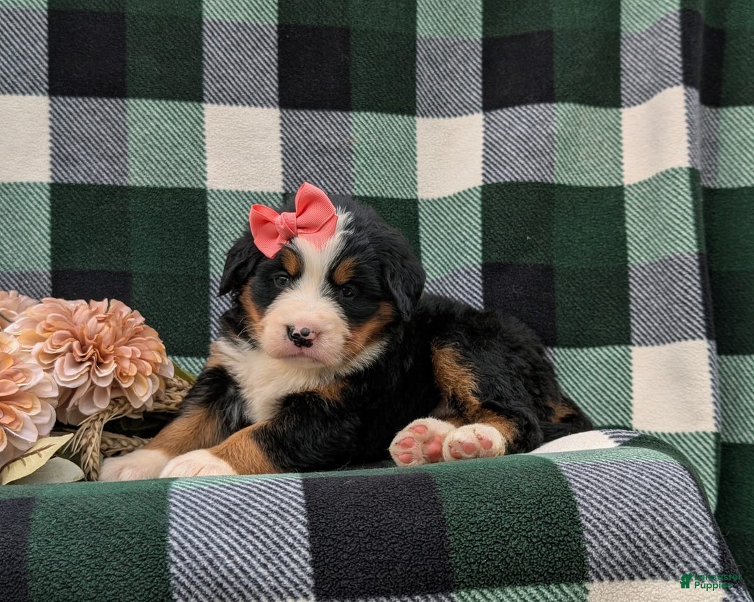 Bernese Mountain Dog dogs for sale: Emilee - Image 9