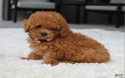 Miniature Poodle dogs for sale: Nala - Image 7