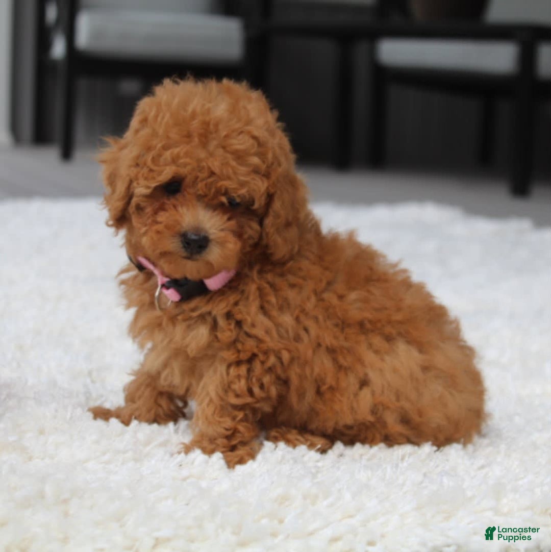 Miniature Poodle dogs for sale: Nala - Image 7