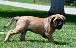 English Mastiff dogs for sale: Vada - Image 5