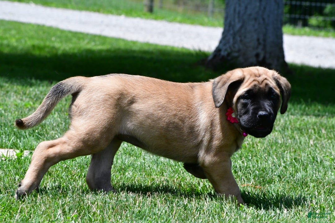 English Mastiff dogs for sale: Vada - Image 5