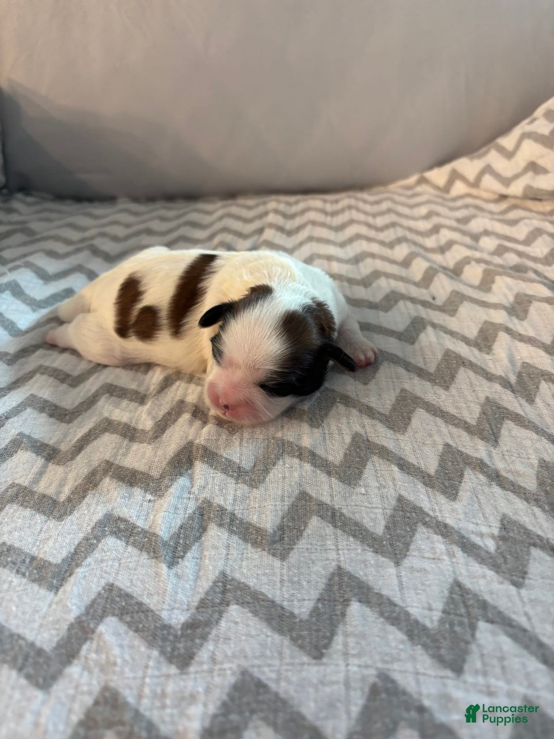 Teddy Bear dogs for sale: Rose - Image 2