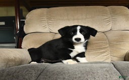 Bernese Mountain Dog dogs for sale: Flash - Image 4
