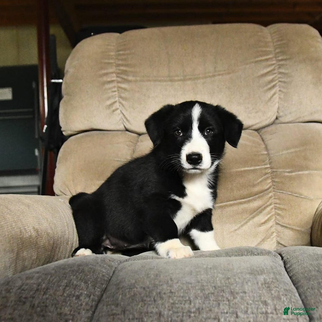 Bernese Mountain Dog dogs for sale: Flash - Image 4