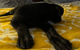 Belgian Malinois dogs for sale: Ulf-keine - Image 9