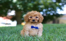 Cavapoo dogs for sale: Cavapoo 5 puppies - Image 3