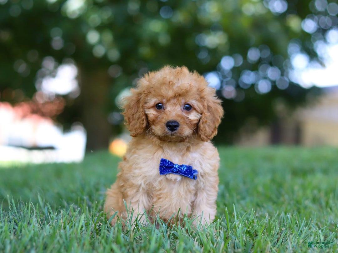 Cavapoo dogs for sale: Cavapoo 5 puppies - Image 3