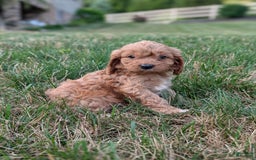 Cavapoo dogs for sale: Axel - Image 11