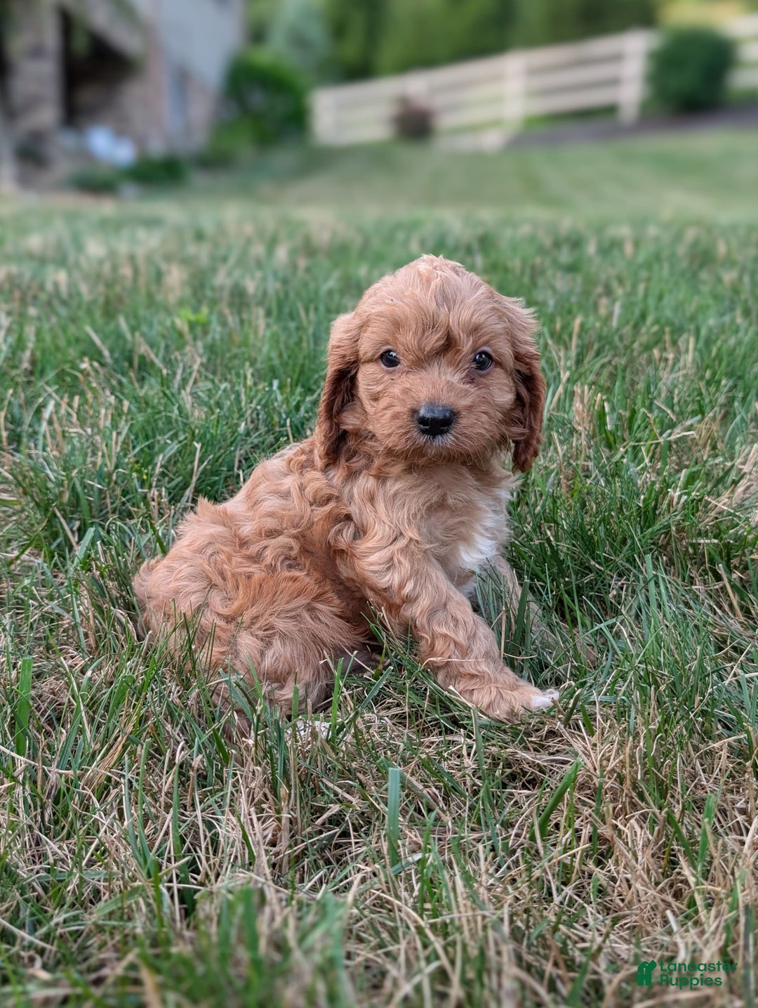Cavapoo dogs for sale: Axel - Image 11