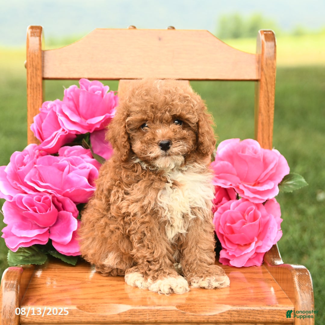 Miniature Poodle dogs for sale: Rocky - Image 2