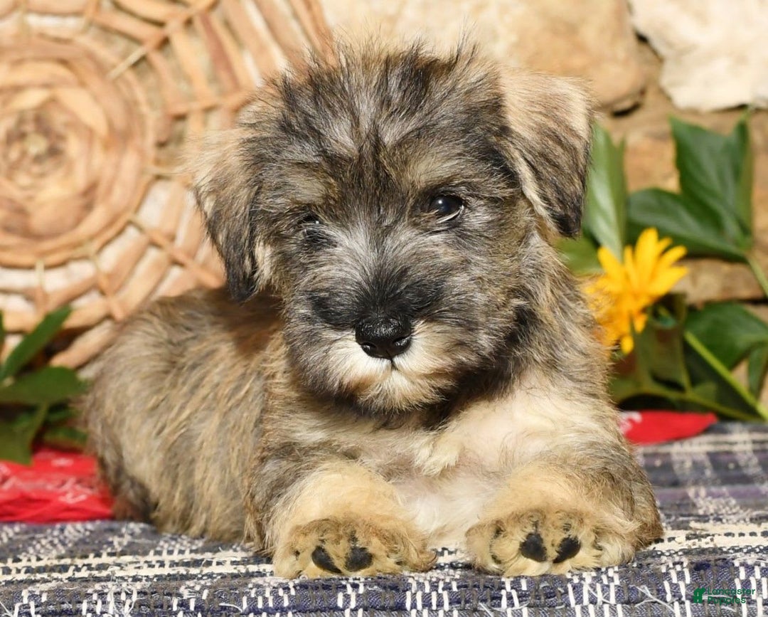 Miniature Schnauzer dogs for sale: Sugar - Image 4