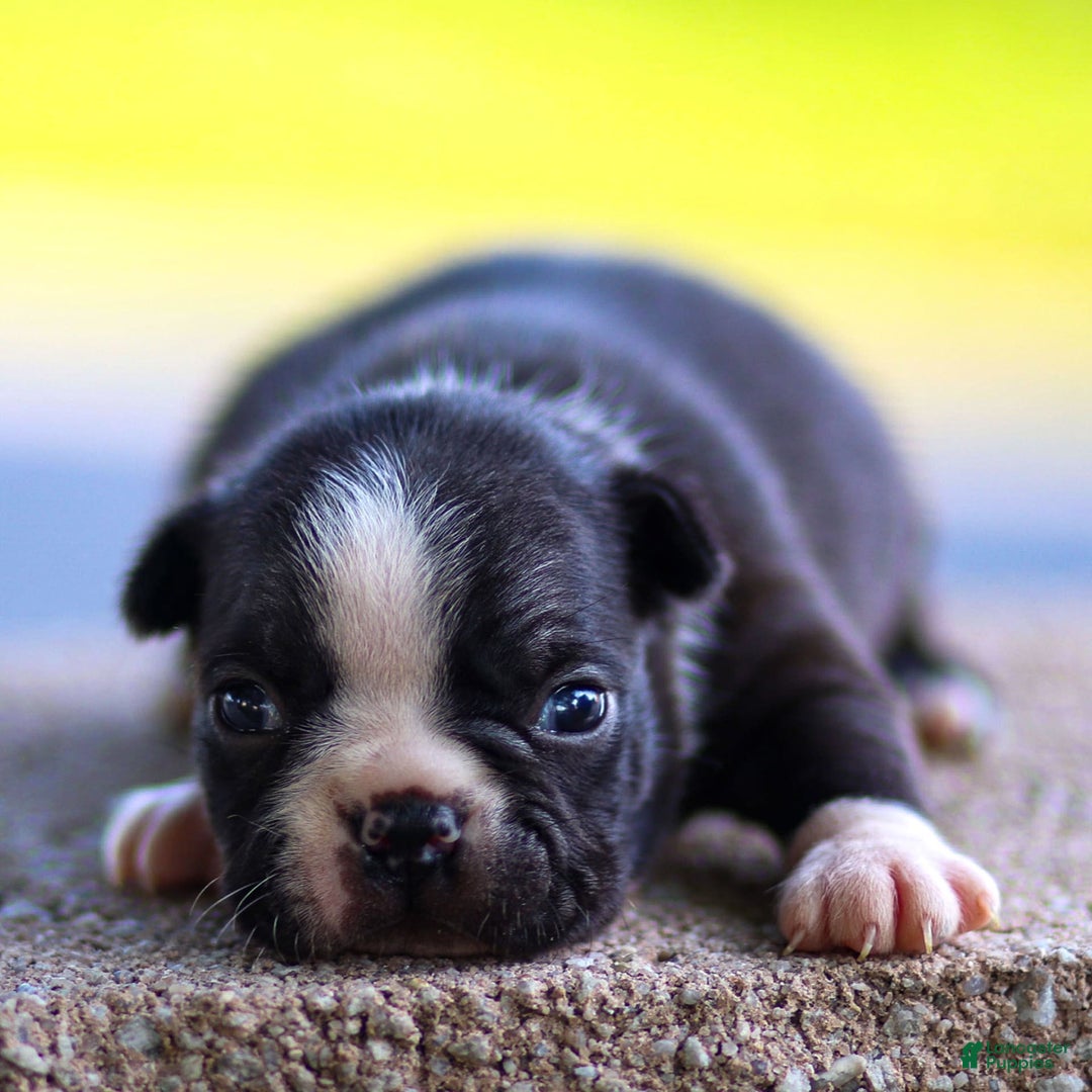 Boston Terrier dogs for sale: Don - Image 6