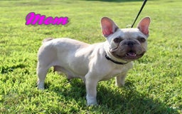 French Bulldog dogs for sale: Izzy - Image 7