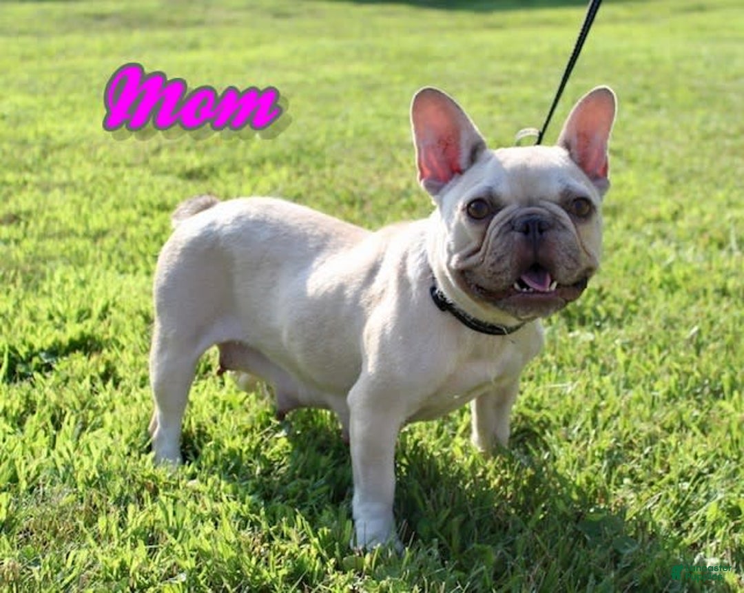 French Bulldog dogs for sale: Izzy - Image 7