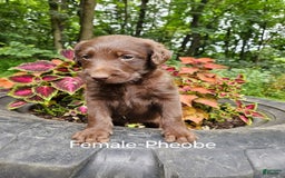 Labradoodle dogs for sale: Gracie - Image 6