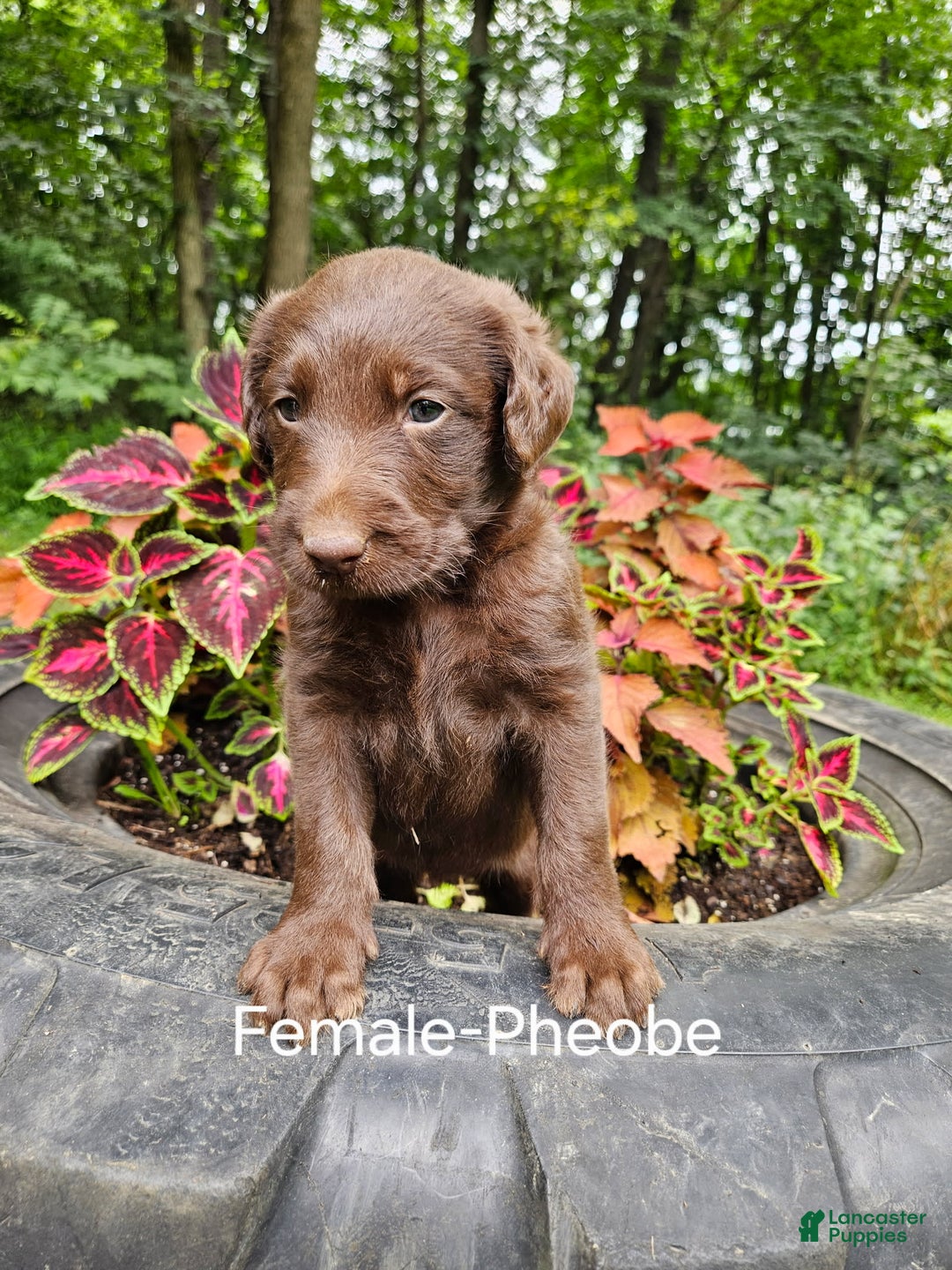 Labradoodle dogs for sale: Gracie - Image 6