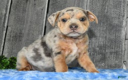 Beabull dogs for sale: Keith - Image 8