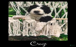 Bernedoodle dogs for sale: Cruz - Image 3