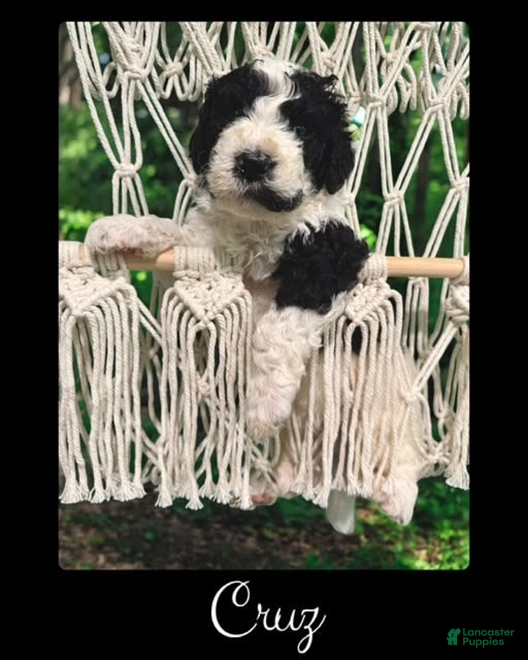 Bernedoodle dogs for sale: Cruz - Image 3