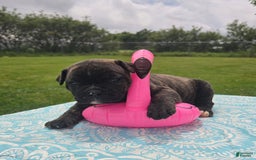 American Bulldog dogs for sale: Miss Trenchbell - Listing for pets: Miss Honey, Matilda, Miss Trenchbell, Harry - Image 8