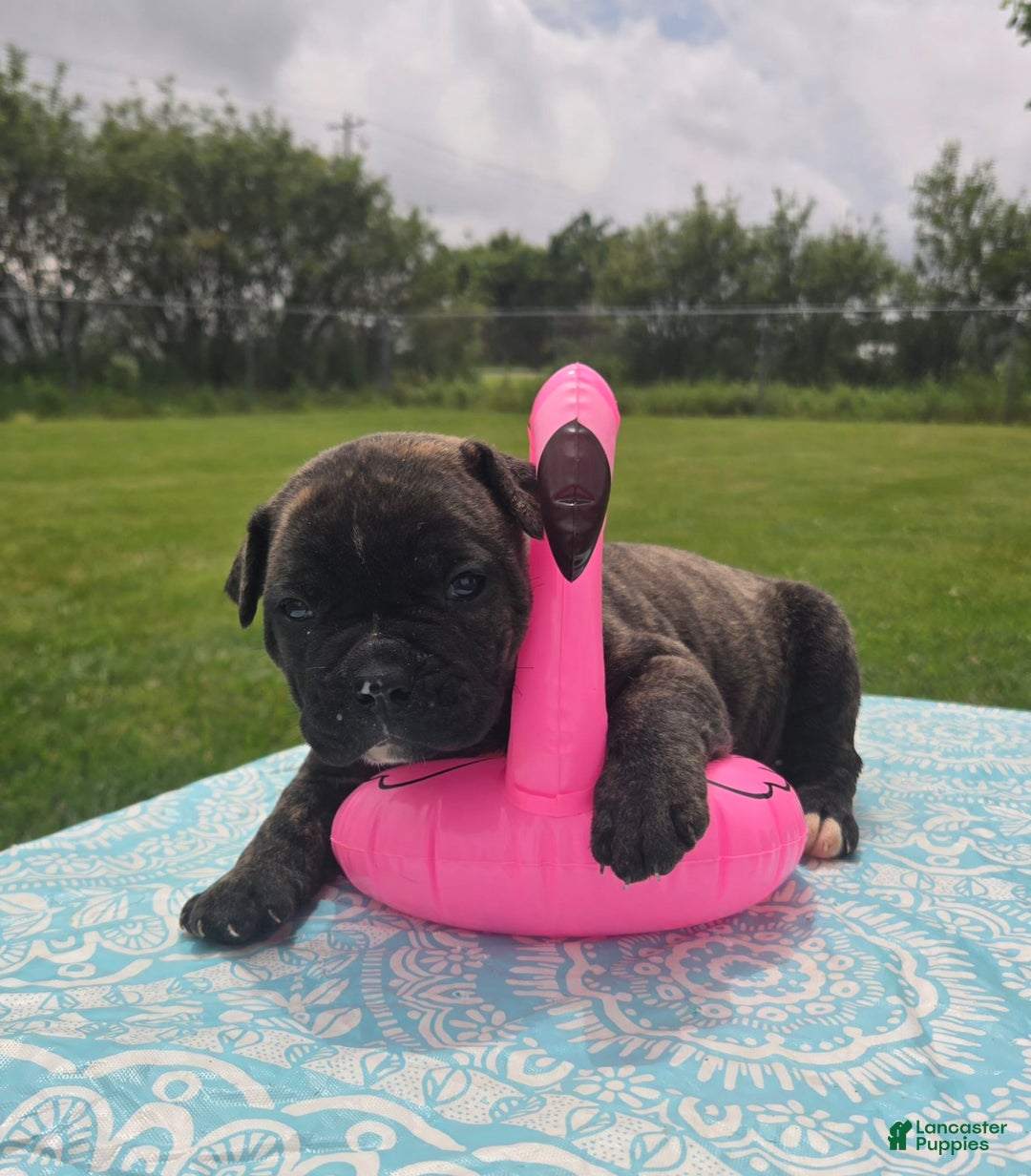 American Bulldog dogs for sale: Miss Trenchbell - Listing for pets: Miss Honey, Matilda, Miss Trenchbell, Harry - Image 8