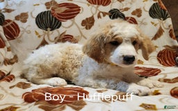 Saint Berdoodles dogs for sale: Huffle Puff - Image 1