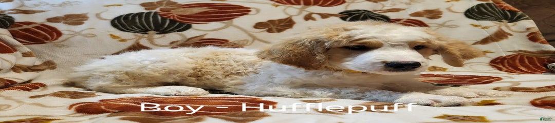 Huffle Puff