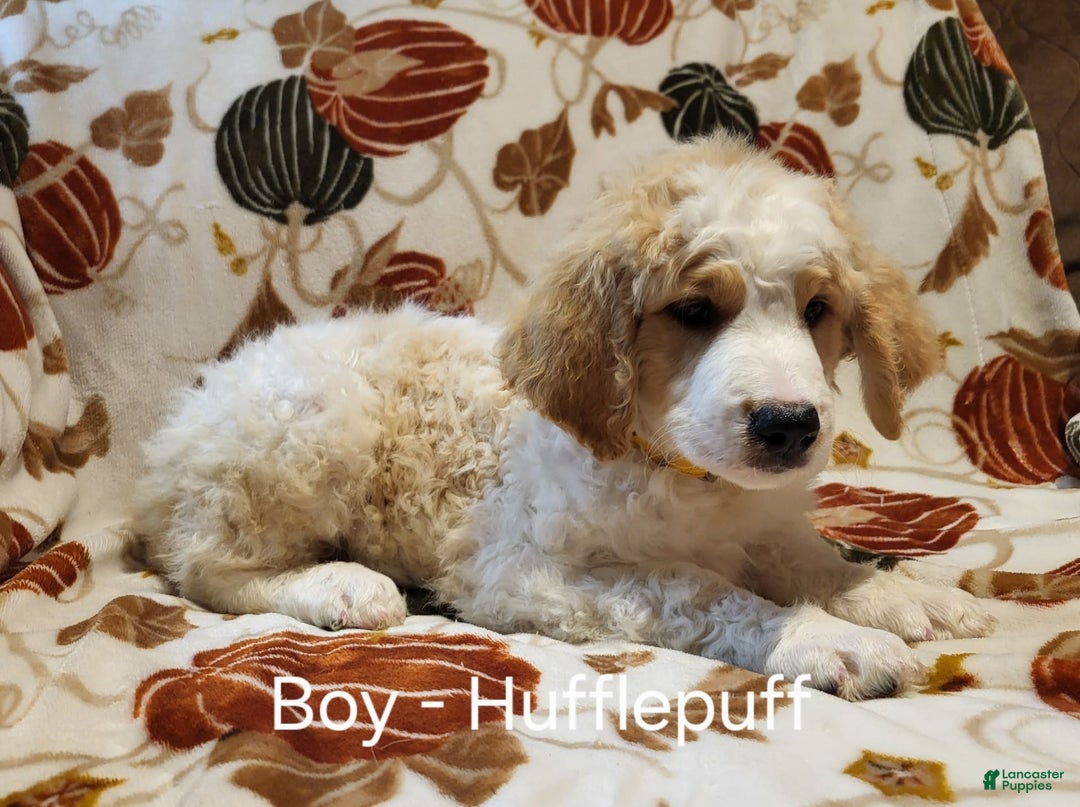 Saint Berdoodles dogs for sale: Huffle Puff - Image 1