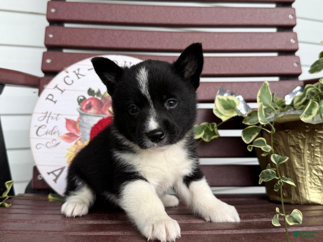 Shiba Inu dogs for sale: Eddy - Image 9