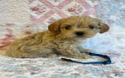 Maltipoo dogs for sale: Dexter - Image 1