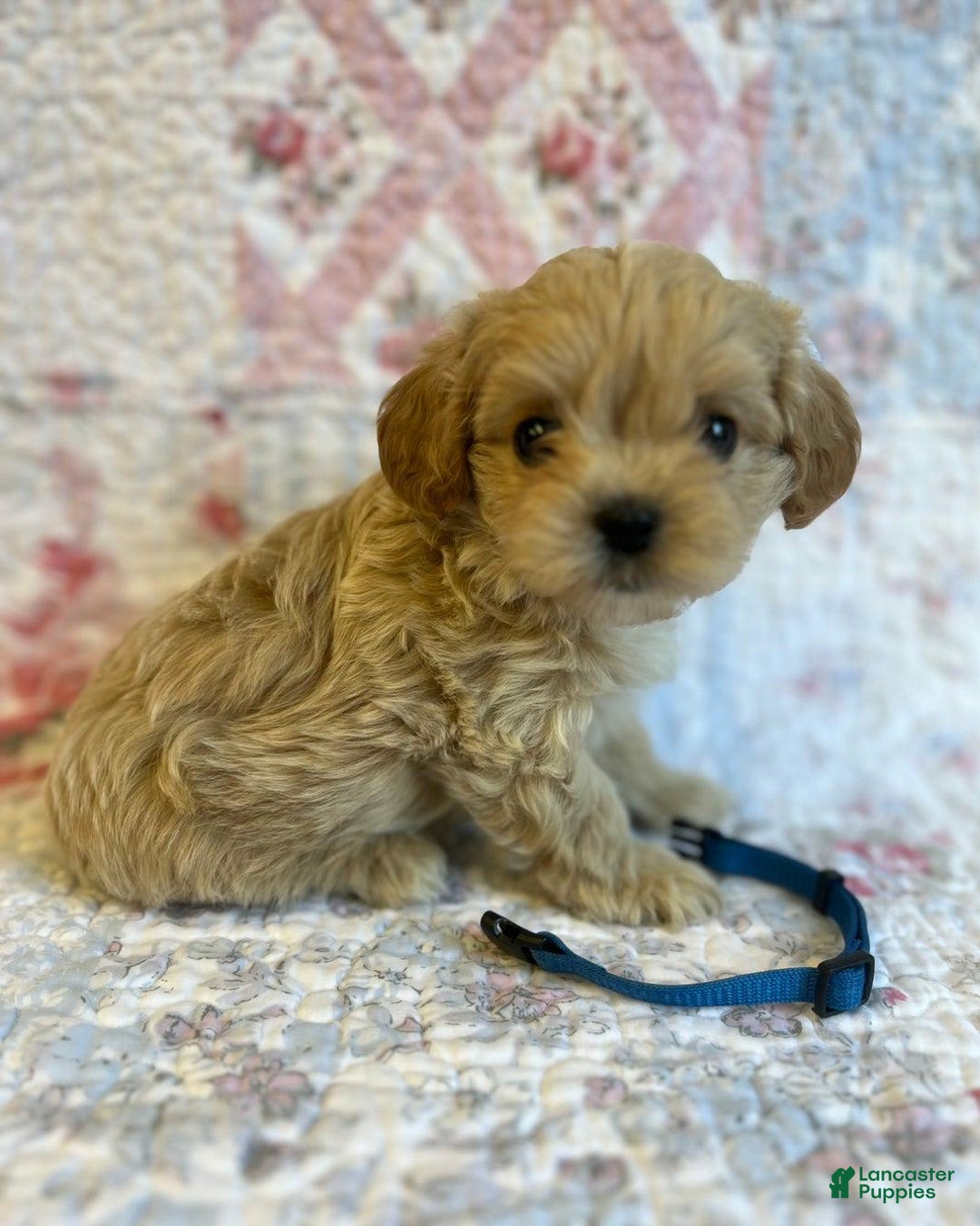 Maltipoo dogs for sale: Dexter - Image 1