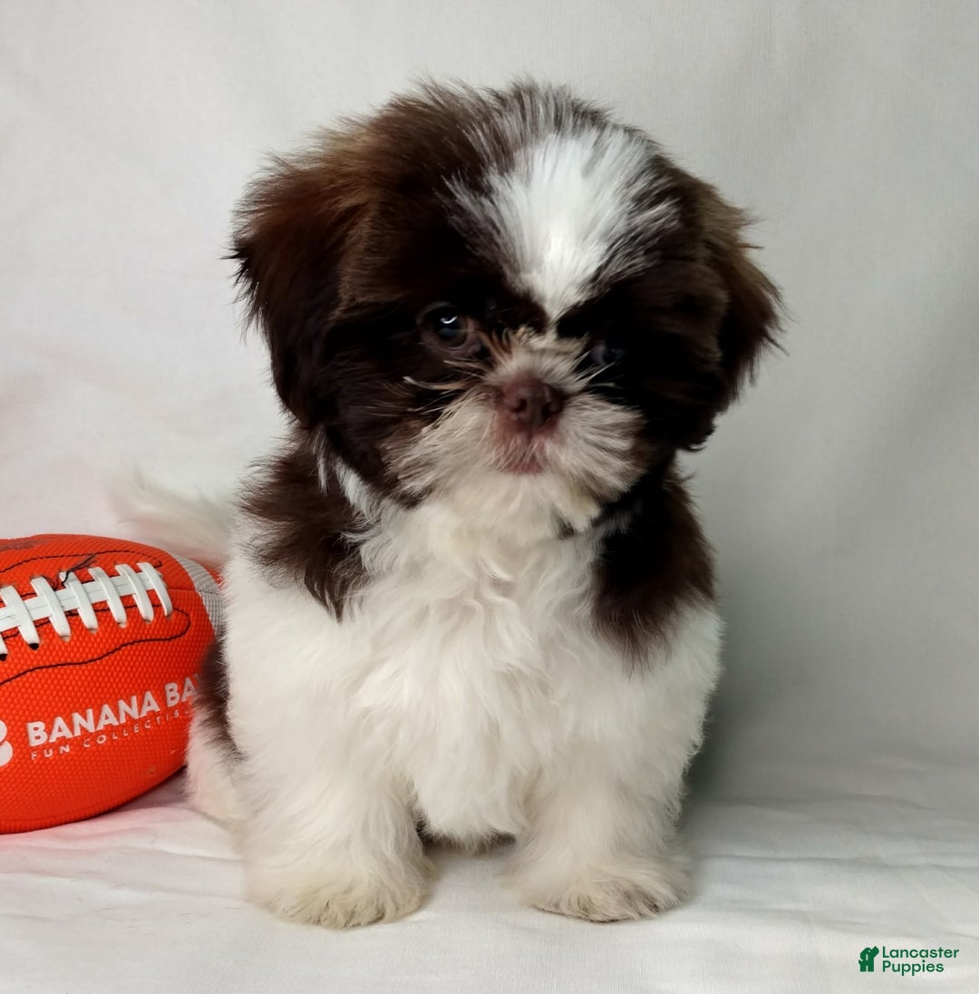 Shih Tzu dogs for sale: Weston - Image 5