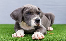 Great Dane dogs for sale: Karen - Image 17