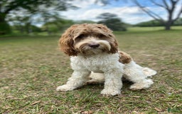  dogs for sale: Rolly - Image 3