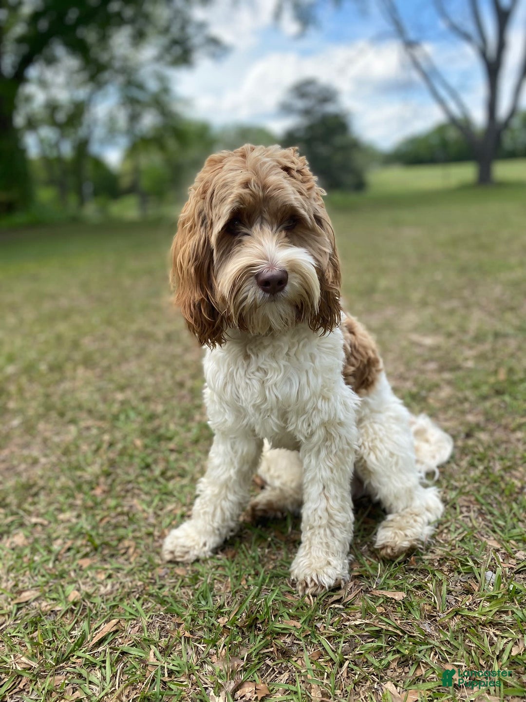  dogs for sale: Rolly - Image 3