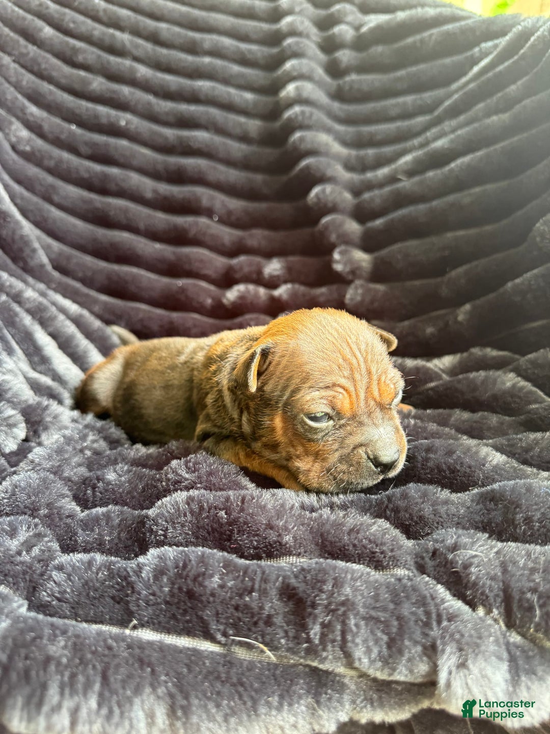 American Bulldog dogs for sale: Chongqin - Listing for pets: China, Chongqin - Image 4