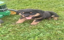 Rottweiler dogs for sale: Penny - Image 3