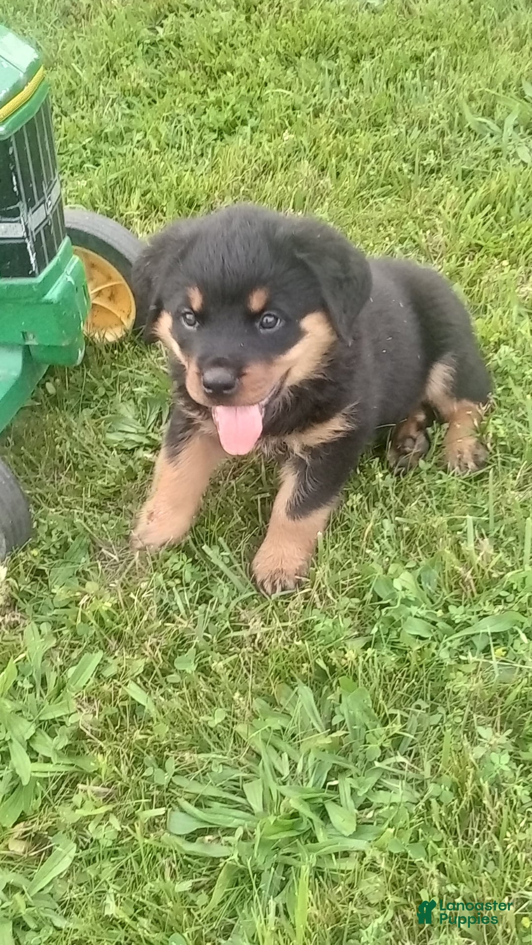 Rottweiler dogs for sale: Penny - Image 3