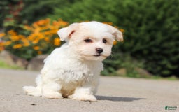 Havanese dogs for sale: Lexi - Image 12