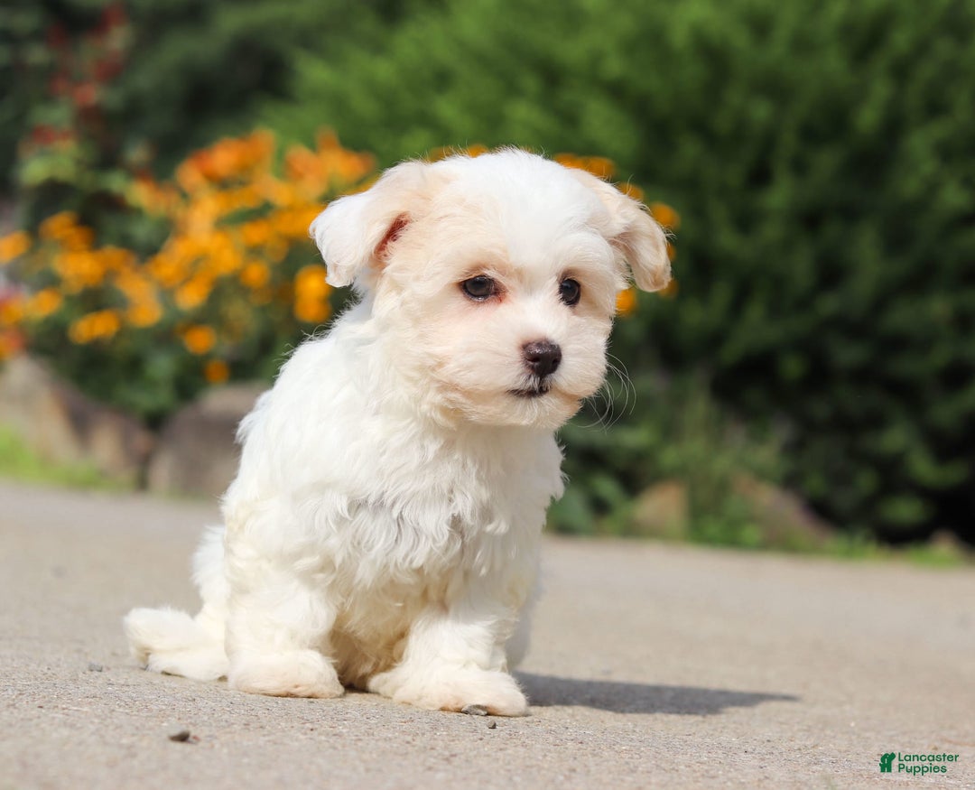 Havanese dogs for sale: Lexi - Image 12