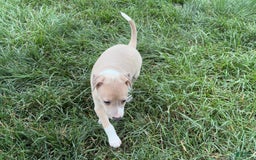 Italian Greyhound dogs for sale: Gordie - Image 11