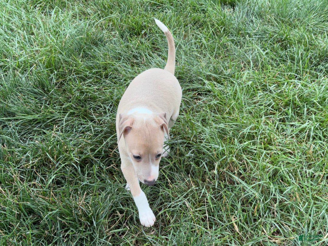 Italian Greyhound dogs for sale: Gordie - Image 11