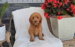 Goldendoodle dogs for sale: ANSON - Image 1