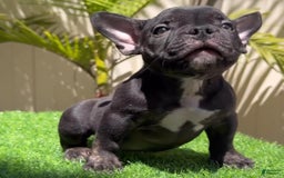 American Bully dogs for sale: Goat - Image 4