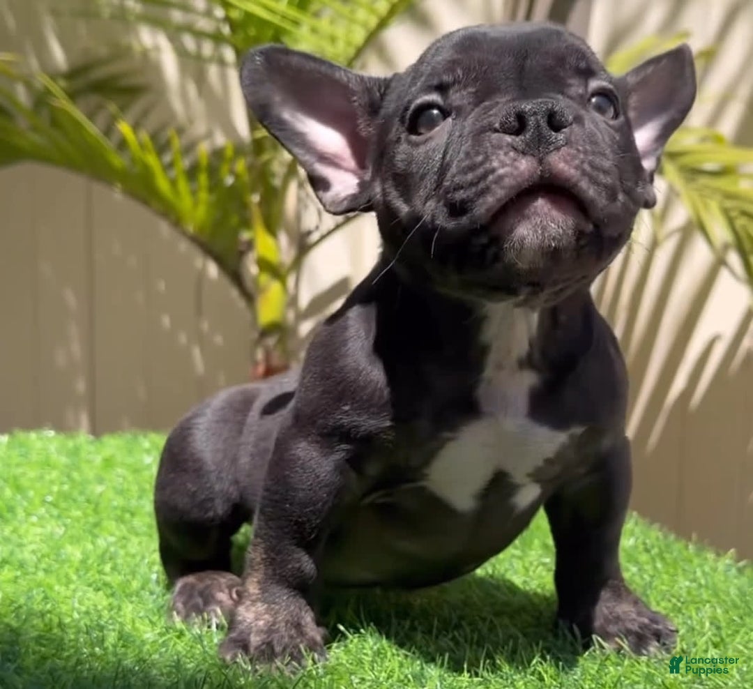 American Bully dogs for sale: Goat - Image 4